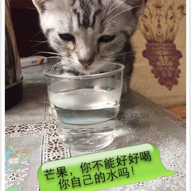 高仿南阿肯色大学毕业证